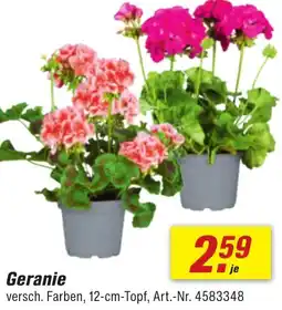 toom Baumarkt Geranie Angebot
