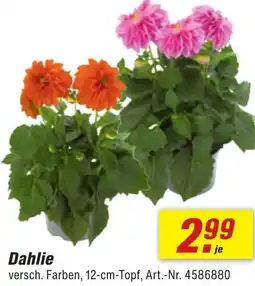 toom Baumarkt Dahlie Angebot