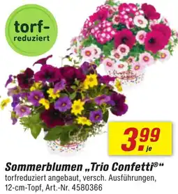 toom Baumarkt Sommerblumen ,,Trio Confetti" Angebot