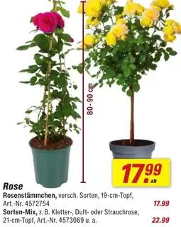 toom Baumarkt Rose Angebot