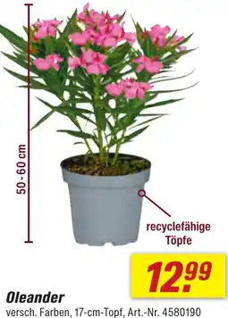 toom Baumarkt Oleander Angebot