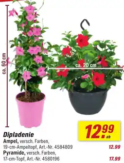 toom Baumarkt Dipladenie Angebot