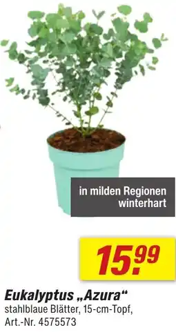 toom Baumarkt Eukalyptus „Azura" Angebot