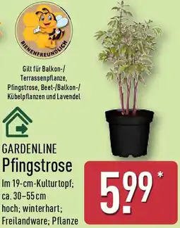 Aldi Nord GARDENLINE Pfingstrose Angebot