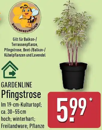 Aldi Nord GARDENLINE Pfingstrose Angebot