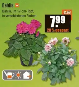 V Baumarkt Dahlie Angebot