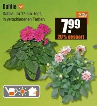 V Baumarkt Dahlie Angebot