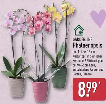 Aldi Nord GARDENLINE Phalaenopsis Angebot