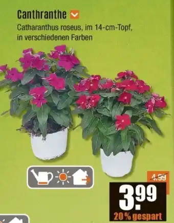 V Baumarkt Canthranthe Angebot