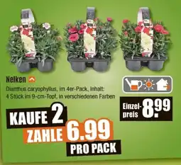 V Baumarkt Nelken Angebot