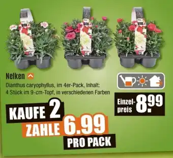 V Baumarkt Nelken Angebot