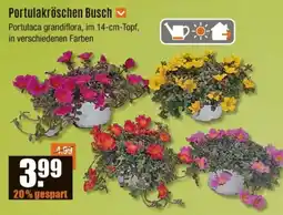 V Baumarkt Portulakröschen Busch Angebot