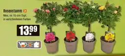 V Baumarkt Rosenstamm Angebot