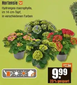 V Baumarkt Hortensie Angebot