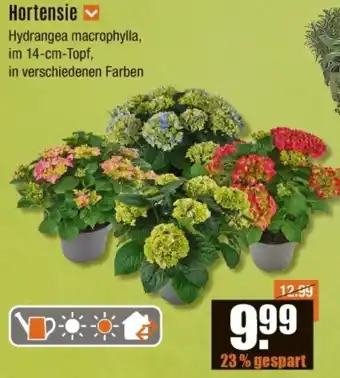 V Baumarkt Hortensie Angebot