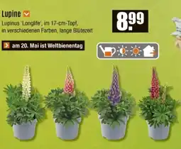V Baumarkt Lupine Angebot
