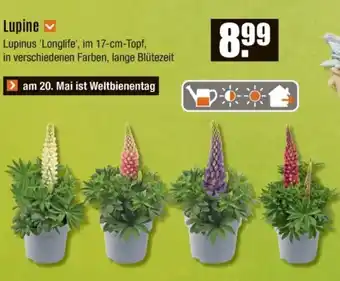 V Baumarkt Lupine Angebot