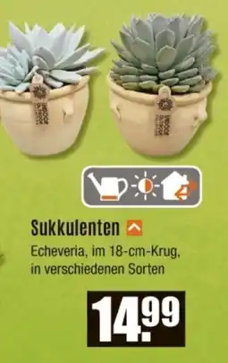 V Baumarkt Sukkulenten Angebot