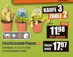V Baumarkt Fleischfressende Pflanzen Angebot