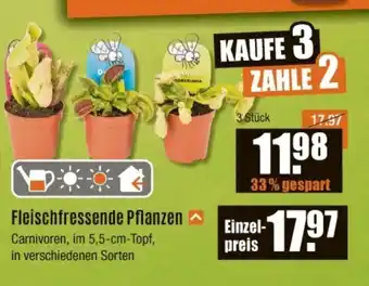 V Baumarkt Fleischfressende Pflanzen Angebot