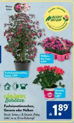 Aldi Süd Fuchsiensämmchen, Geranie oder Nelken Angebot