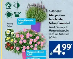 Aldi Süd Margeritenbusch oder Schopflavendel Angebot