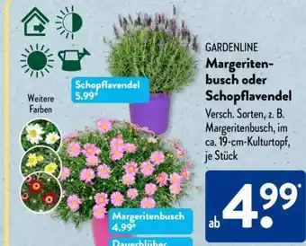 Aldi Süd Margeritenbusch oder Schopflavendel Angebot