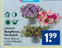 Aldi Süd GARDENLINE Beetpflanzen, blau & pink Angebot