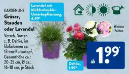 Aldi Süd GARDENLINE Gräser, Stauden oder Lavendel Angebot