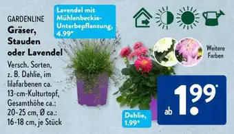 Aldi Süd GARDENLINE Gräser, Stauden oder Lavendel Angebot