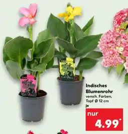 Kaufland Indisches Blumenrohr Angebot