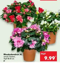 Kaufland Rhododendron XL Angebot