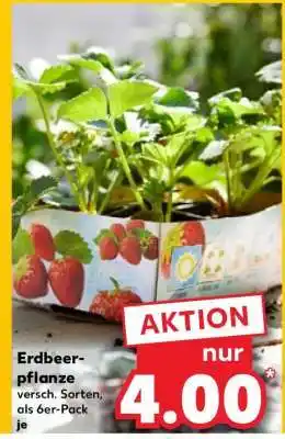 Kaufland Erdbeerpflanze Angebot