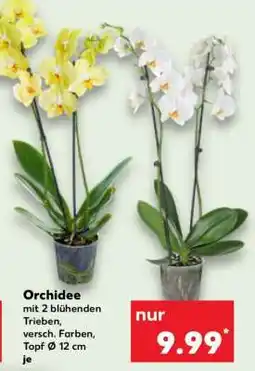 Kaufland Orchidee Angebot