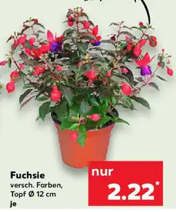 Kaufland Fuchsie Angebot