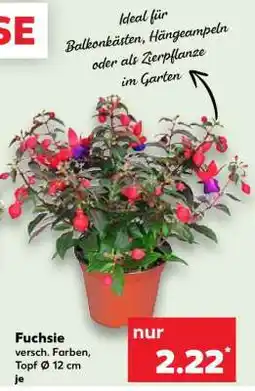 Kaufland Fuchsie Angebot