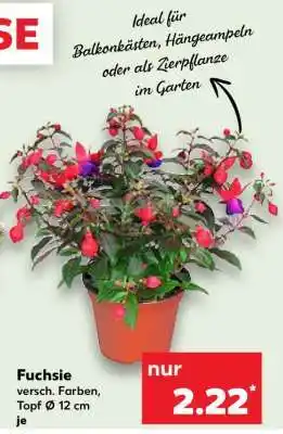 Kaufland Fuchsie Angebot