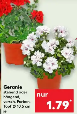 Kaufland Geranie Angebot