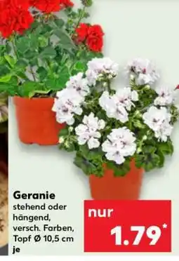 Kaufland Geranie Angebot
