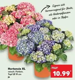 Kaufland Hortensie XL Angebot