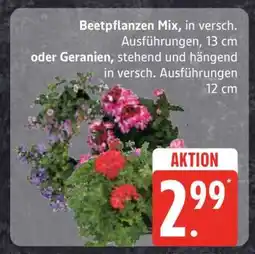Edeka Beetpflanzen Mix oder Geranien Angebot
