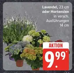 Edeka Lavendel oder Hortensien Angebot