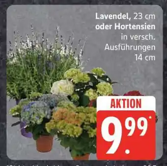 Edeka Lavendel oder Hortensien Angebot