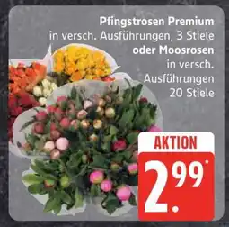 Edeka Pfingstrosen Premium oder Moosrosen Angebot