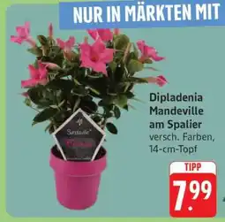 Edeka Dipladenia Mandeville am Spalier Angebot