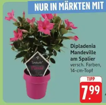 Edeka Dipladenia Mandeville am Spalier Angebot