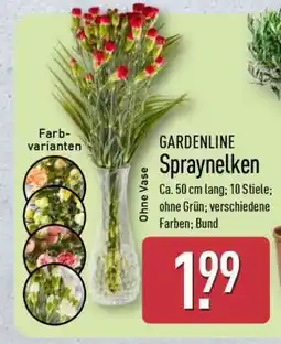 Aldi Nord GARDENLINE Spraynelken Angebot
