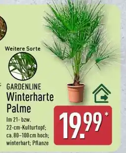 Aldi Nord GARDENLINE Winterharte Palme Angebot