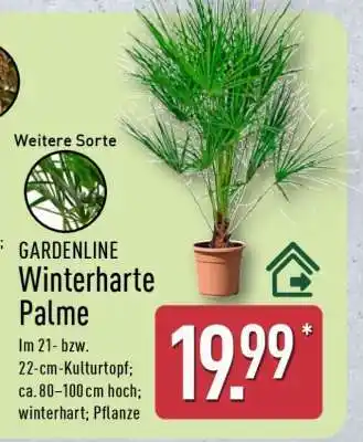 Aldi Nord GARDENLINE Winterharte Palme Angebot