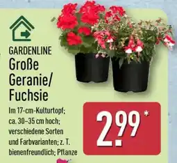 Aldi Nord GARDENLINE Große Geranie/Fuchsie Angebot